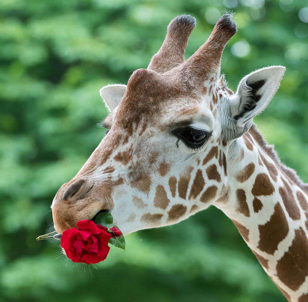 Giraffe Schoenbrunn