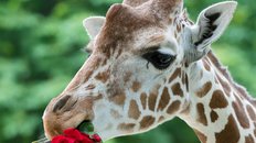 Giraffe Schoenbrunn