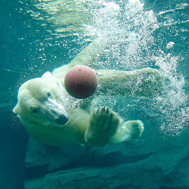 Polarbear Schoenbrunn