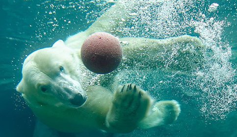 Polarbear Schoenbrunn